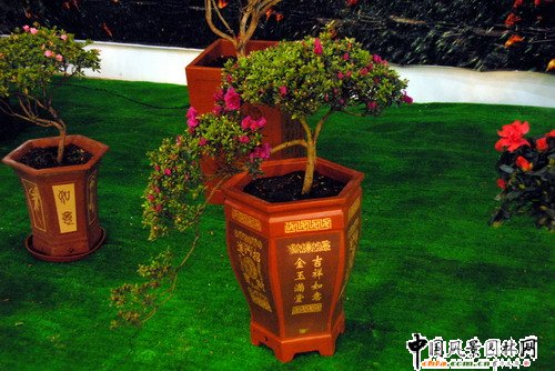 深圳園博園杜鵑花卉展(組圖)