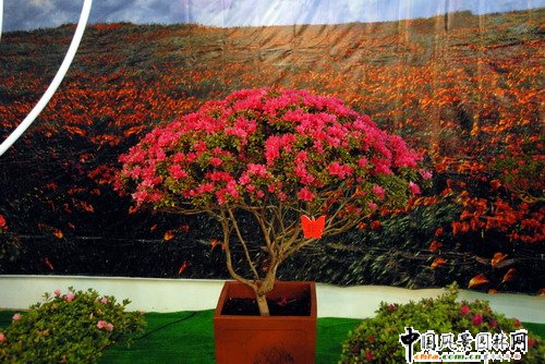 深圳園博園杜鵑花卉展(組圖)