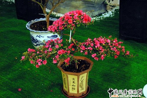 深圳園博園杜鵑花卉展(組圖)