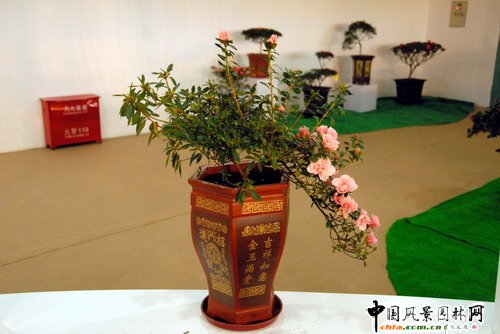 深圳園博園杜鵑花卉展(組圖)