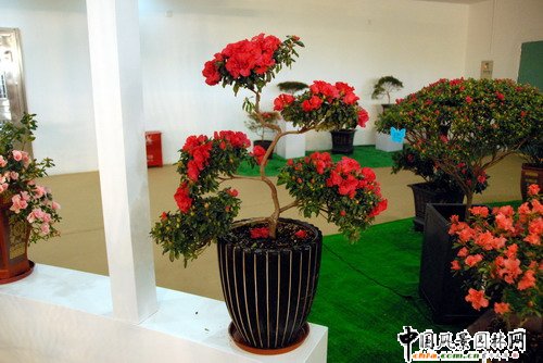 深圳園博園杜鵑花卉展(組圖)