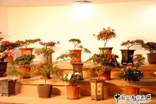 深圳園博園杜鵑花卉展(組圖)