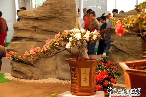 深圳園博園杜鵑花卉展(組圖)