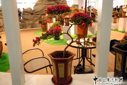 深圳園博園杜鵑花卉展(組圖)