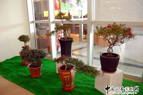 深圳園博園杜鵑花卉展(組圖)