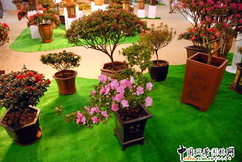 深圳園博園杜鵑花卉展(組圖)