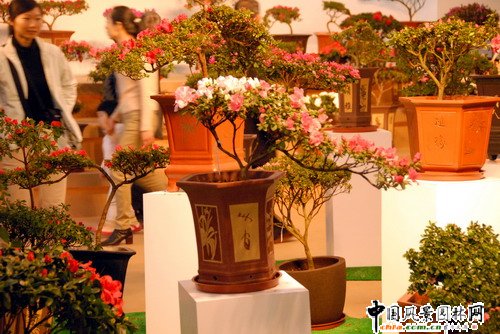 深圳園博園杜鵑花卉展(組圖)