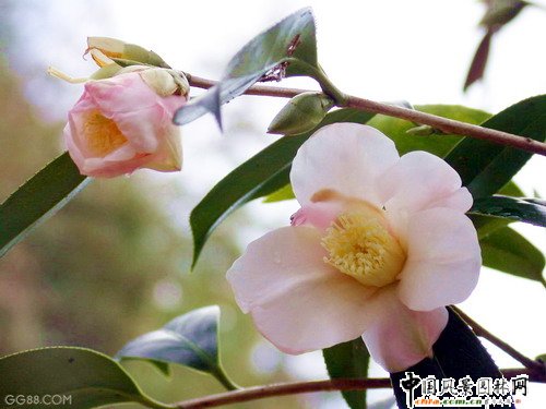 ׃څݣطɫܻ