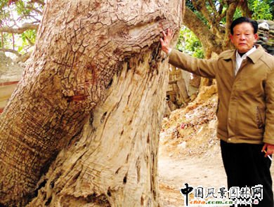 福建省福清市：百年樟樹遭白蟻“掏心” 望有關(guān)部門來“體檢”（圖）