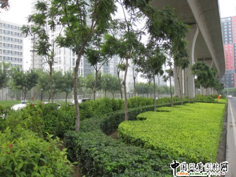北苑路高架橋下中心隔離帶綠化工程