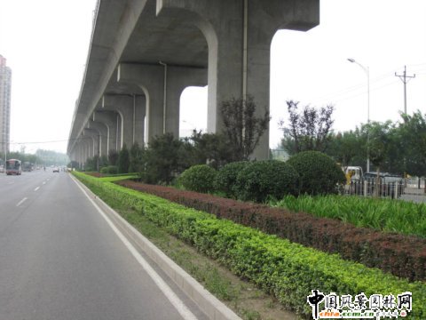北苑路高架橋下中心隔離帶綠化工程