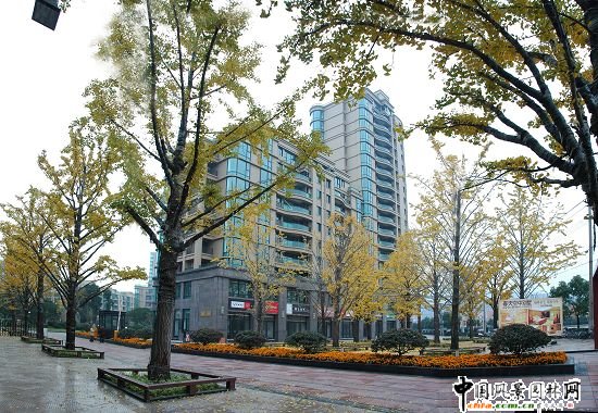 入口銀杏樹陣