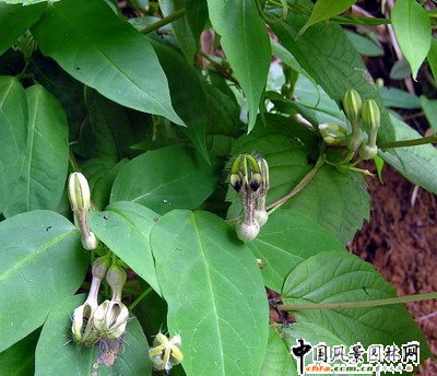 短序吊燈花