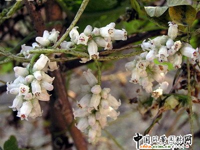 金燈藤