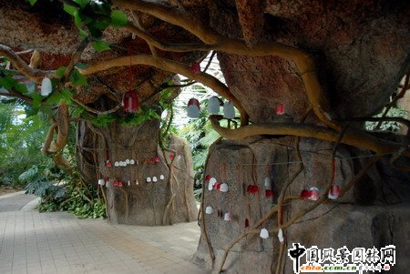 石家莊植物園熱帶溫室內(nèi)植物景觀賞析(組圖)