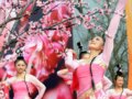 第十四屆中國南京國際梅花節(jié)2月20日開幕