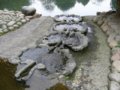 第一座“水保護”--成都活水公園