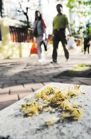 梧桐樹飛絮讓周圍居民苦不堪言