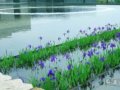 日本豐田市立美術館景觀設計
