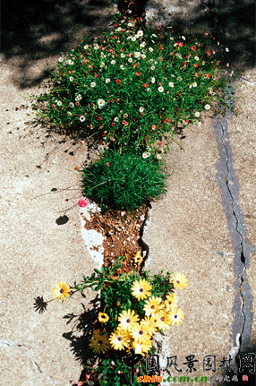 2009ASLA居住區(qū)設(shè)計(jì)類榮譽(yù)獎(jiǎng)：裂縫花園