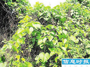 金鐘藤