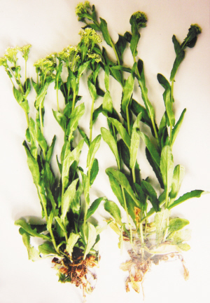 群心菜