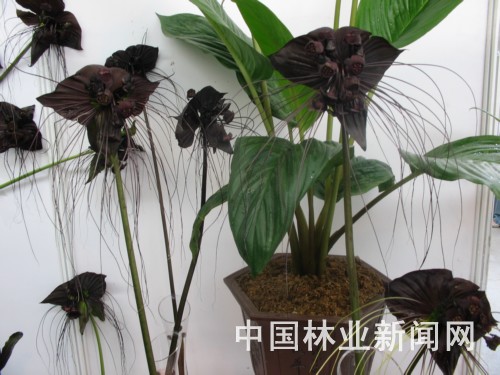 Dɫ殐ϻ횡