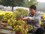癡心戀菊三十載 芳菲苗圃有愛守候