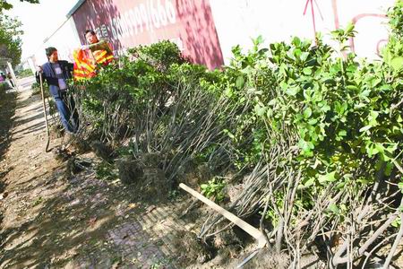 鄭州市園林局負責人道出事件隱情：為趕工期不惜毀綠