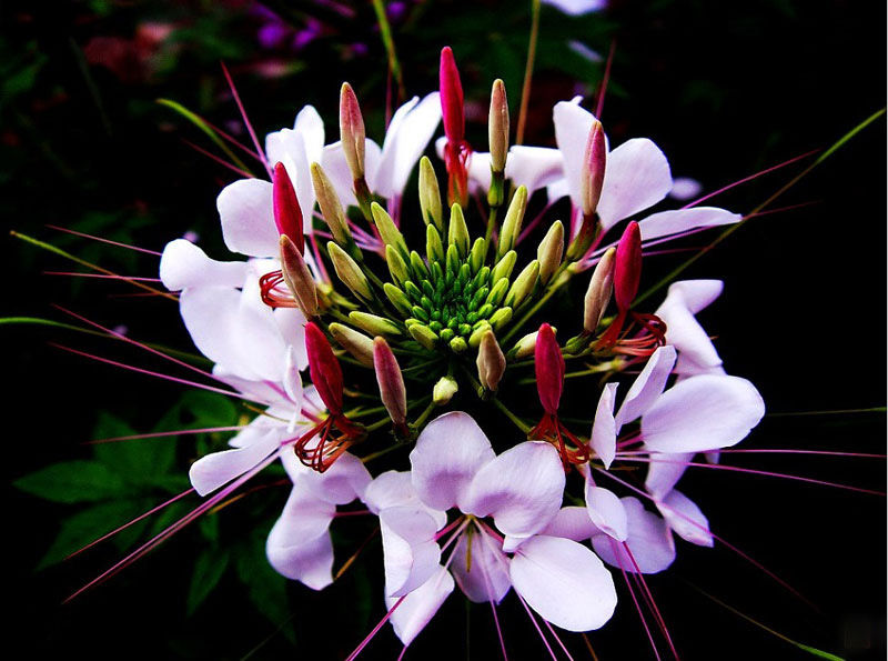 醉蝶花