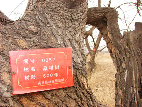 ɽ|ƣ̓600g 조ǧ驈@ 
