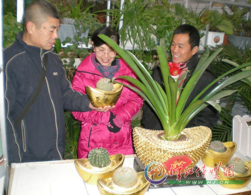 金元寶花盆