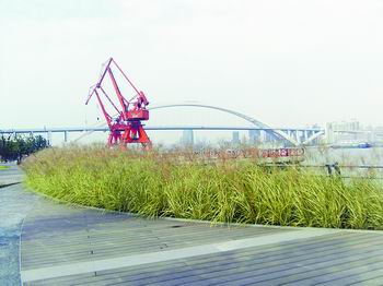 上海世博公園花境賞析(組圖)