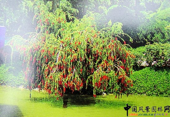 串線柳實景