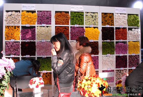 DmDeliflor˾չλ