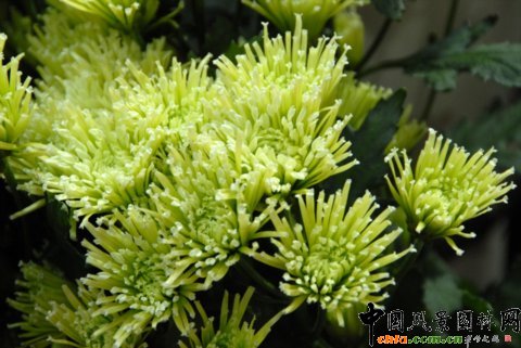 Deliflor˾ƷN