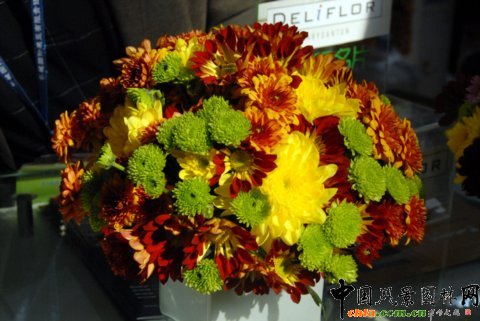 Deliflor˾ƷN