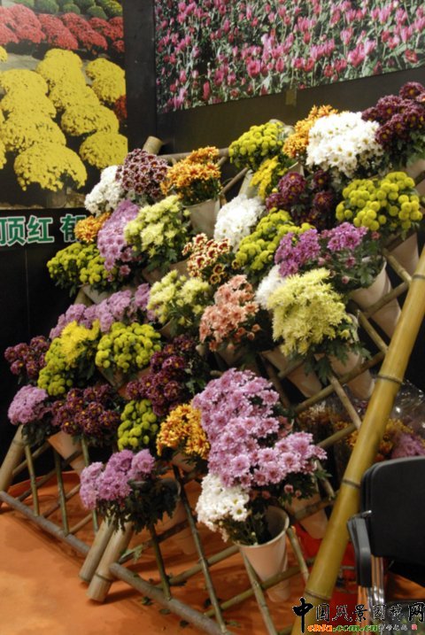 菊花