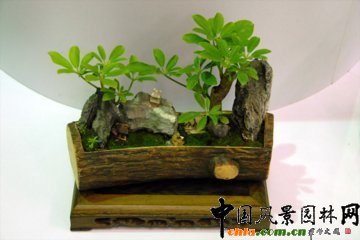 辰