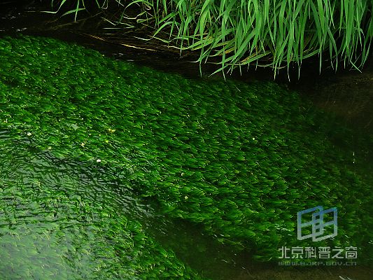北京水毛茛