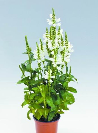 隨意草‘水晶蜂’(圖)