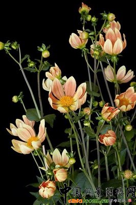  ϣ˹塯Dahlia Ian Hislop