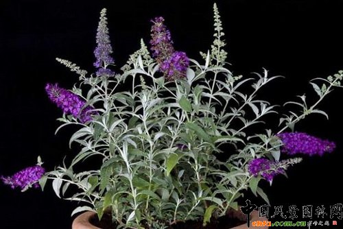 ~ݷQϵУBuddleja davidii Buzz Series