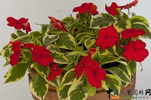 PɡImpatiens Masquerade