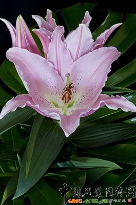 ٺϡРLilium Chelsea