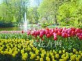 郁金香如何在公園中合理應(yīng)用