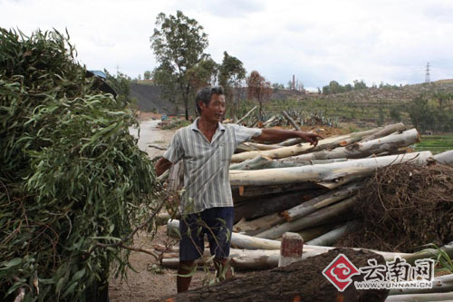 當?shù)剞r(nóng)民正在撿拾桉葉。