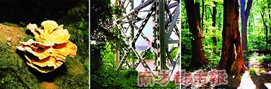 c´ڞg[DƬ