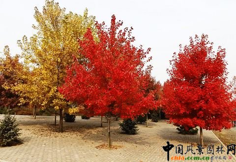 園區正在紅葉中的秋紅楓