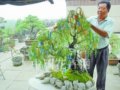 養花人故事：老楊和他的屋頂盆景園